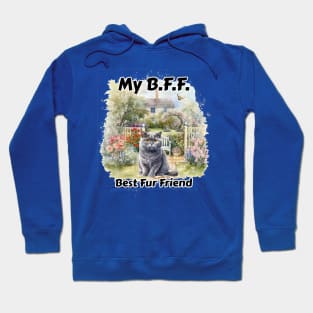 My British Shorthair cat Hoodie